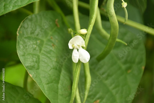 Bohnenblüte - Weiß - Stangenbohne photo