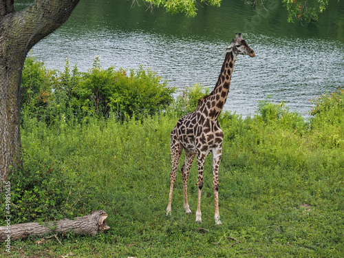 Giraffe by the lake in a zoo in Kansas City, Missouri photo