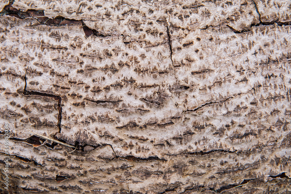 Obraz premium Różne tła