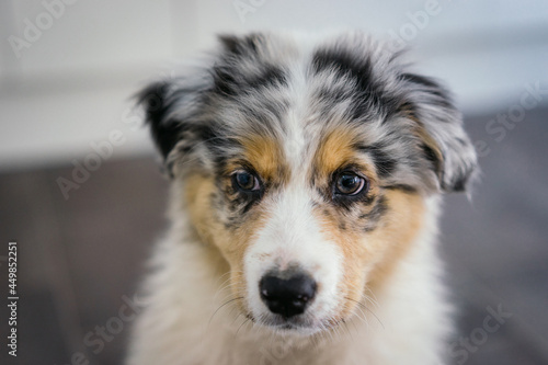 Young Blue Merle Australian Shepherd Dog Puppy © Melissa Keizer