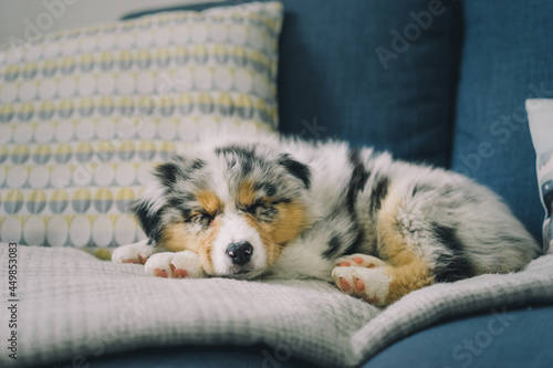 Young Blue Merle Australian Shepherd Dog Puppy