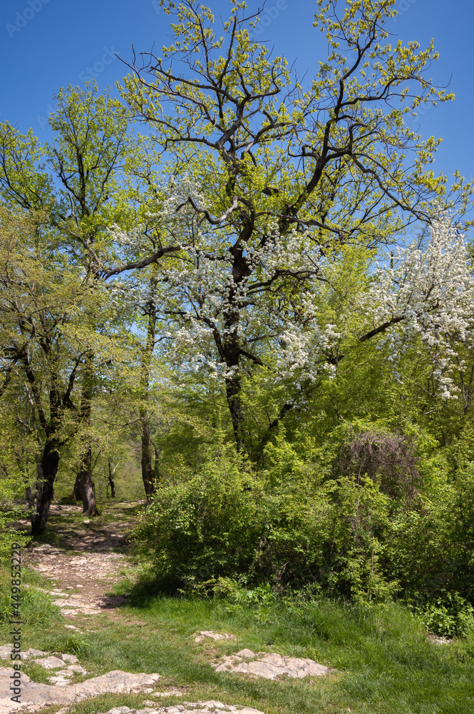 Blooming wild cherry in mountains in the springtime. White flowers on branches among green leaves against the blue sky, stony ground covered with lush grass. Landscapes, travel, hiking, tree blossoms. Blooming wild cherry in mountains in the springtime. White flowers on branches among green leaves against the blue sky, stony ground covered with lush grass. Landscapes, travel, hiking, tree blossoms.