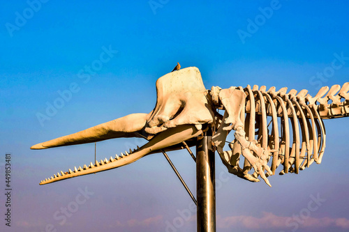 Skeleton of an amurosaurus against the blue sky photo