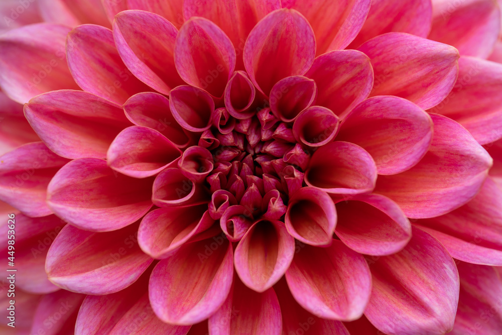 Bright red pink and purple dahlia's blooming in the dutch flower garden in summer, close up and macro Bright red pink and purple dahlia's blooming in the dutch flower garden in summer, close up and macro