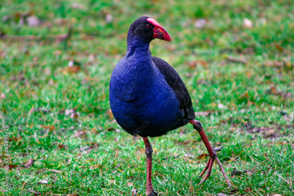 Australian Purple Swamphen strutting around looking for food - Porphyrio porphyrio Australian Purple Swamphen strutting around looking for food - Porphyrio porphyrio