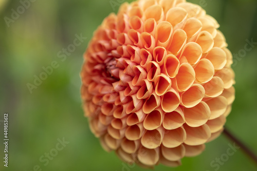 Bright orange dahlia s blooming in the dutch flower garden in summer  close up and macro