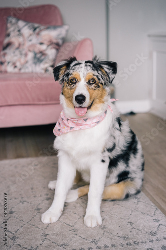 Young Blue Merle Australian Shepherd Dog Puppy