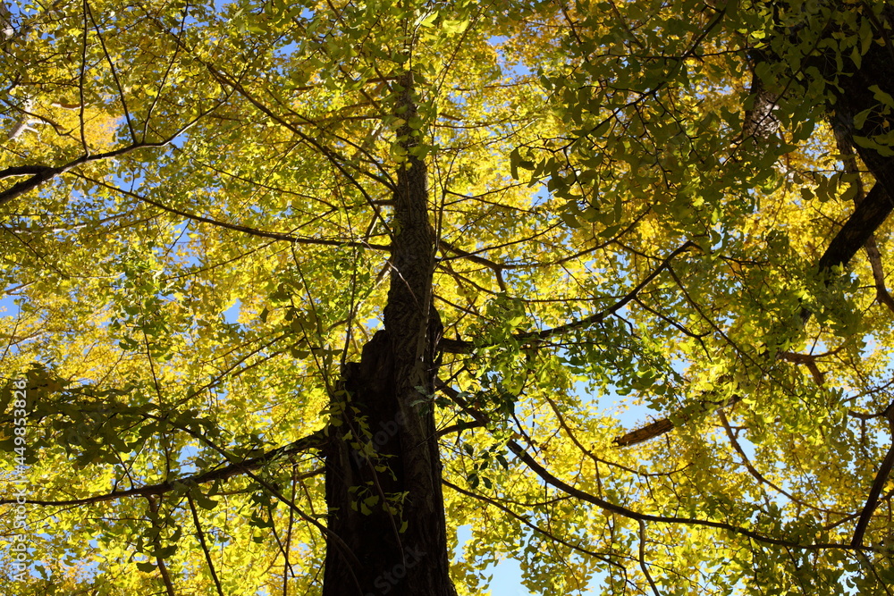 Fototapeta premium イチョウの黄葉
