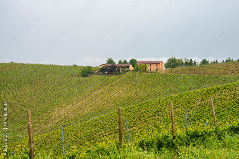 Vineyards of Monferrato near Acqui Terme at springtime Vineyards of Monferrato near Acqui Terme at springtime