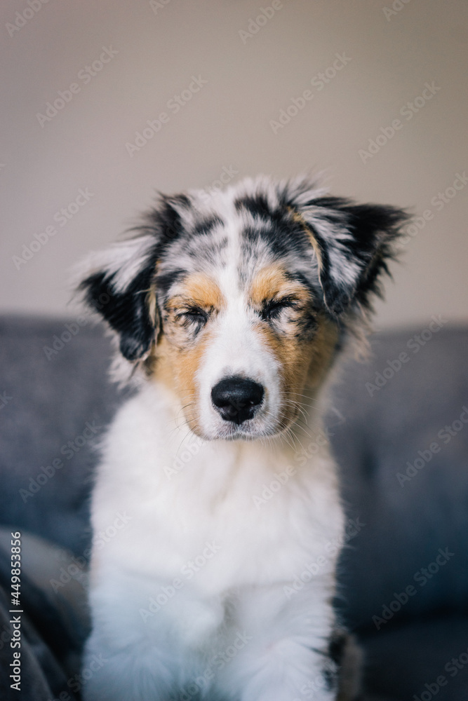 Young Blue Merle Australian Shepherd Dog Puppy Young Blue Merle Australian Shepherd Dog Puppy