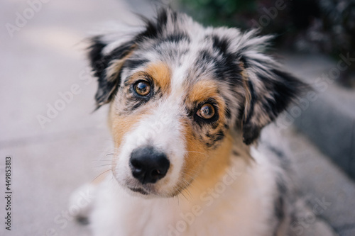 Young Blue Merle Australian Shepherd Dog Puppy