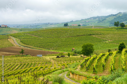 Vineyards of Monferrato near Acqui Terme at springtime