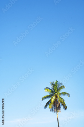 palm tree and blue sky © Maizal