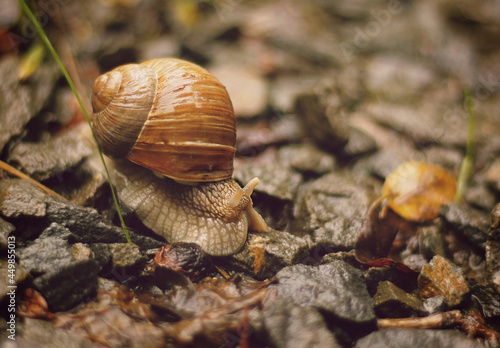 Burgundy snail Helix pomatia © gabriela