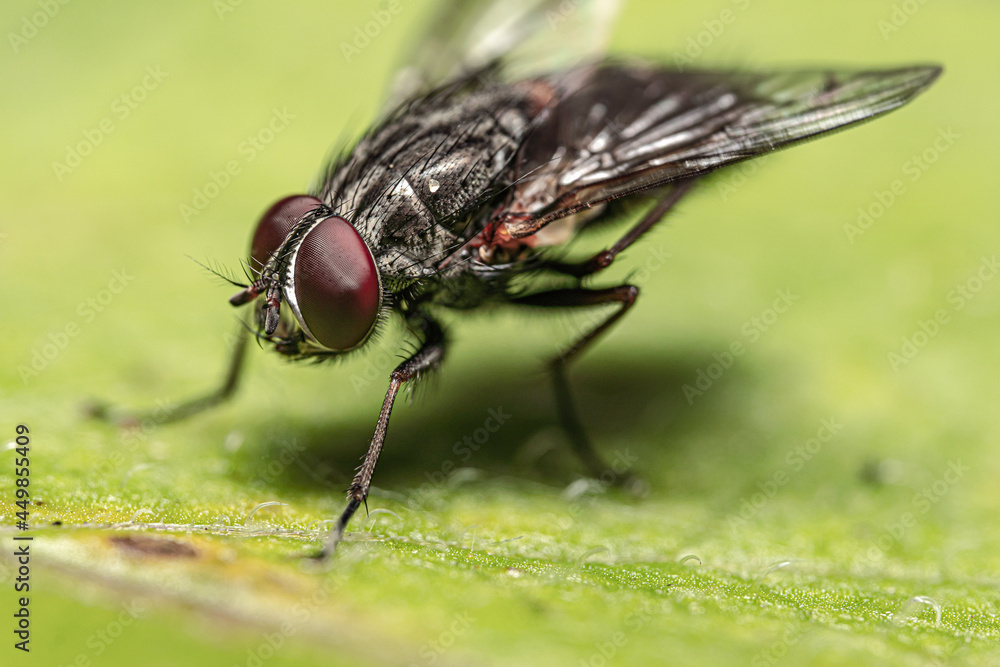 Macro shot of an insect Macro shot of an insect
