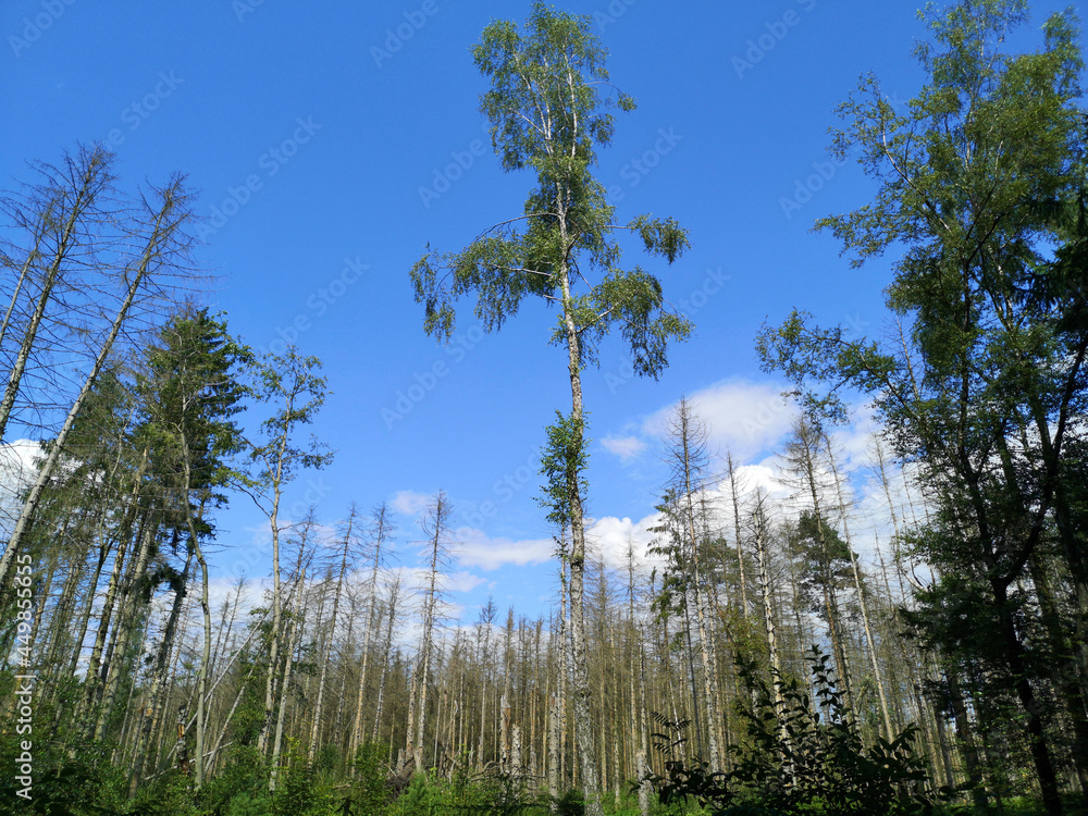 Fototapeta premium View into a sunny forest
