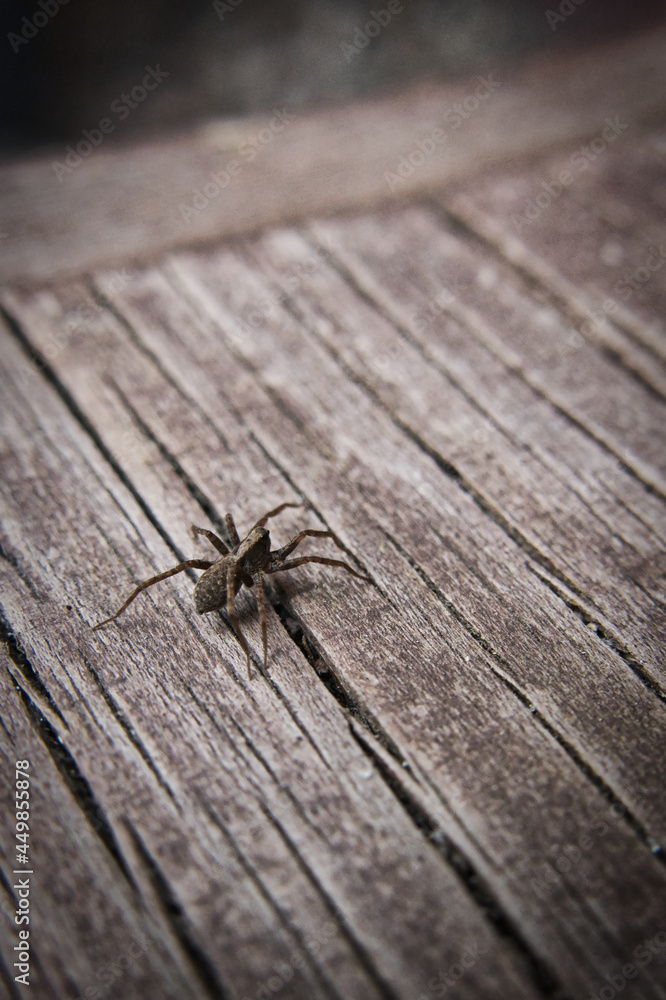 Obraz premium Small spider