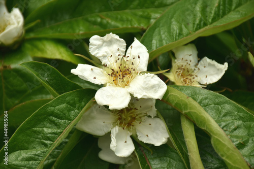 Wildobstblüte - Mispeln