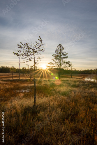 Sunrise at the swamp