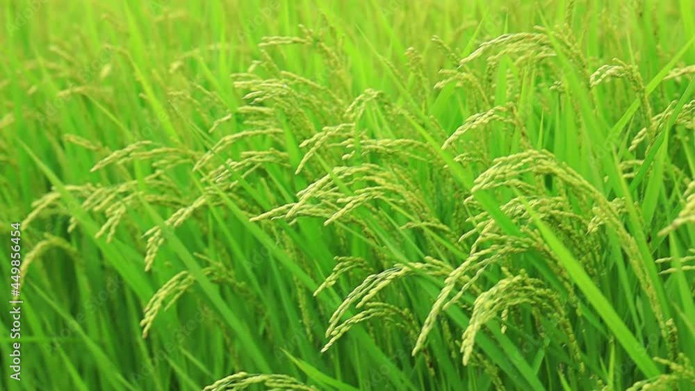 風に揺れる稲穂