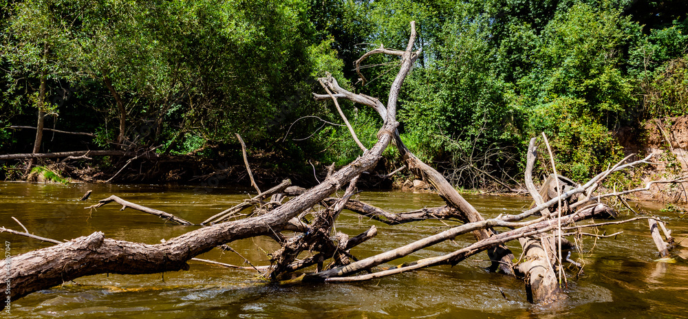 dead tree limbs in the river dead tree limbs in the river