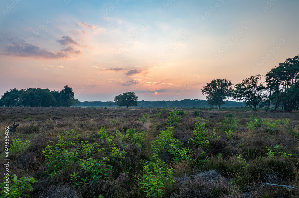 Beautiful red sky during sunset above a field of heather at Westerheide, Hilversum, Noord-Holland, The Netherlands