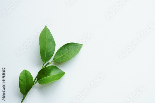 緑の葉 癒し 背景 イメージ