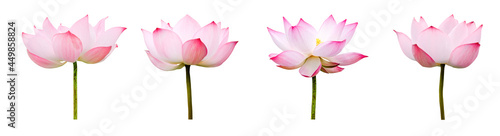 Lotus flower collections isolated on white background. File contains with clipping path so easy to work.