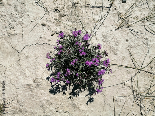 flowers on a wall