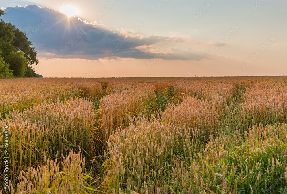 Field of ripening wheat against sky, sun behind a cloud