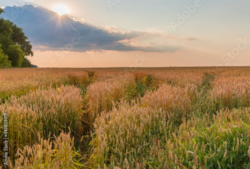 Field of ripening wheat against sky, sun behind a cloud