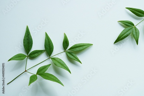 緑の葉　背景　イメージ　南天の葉