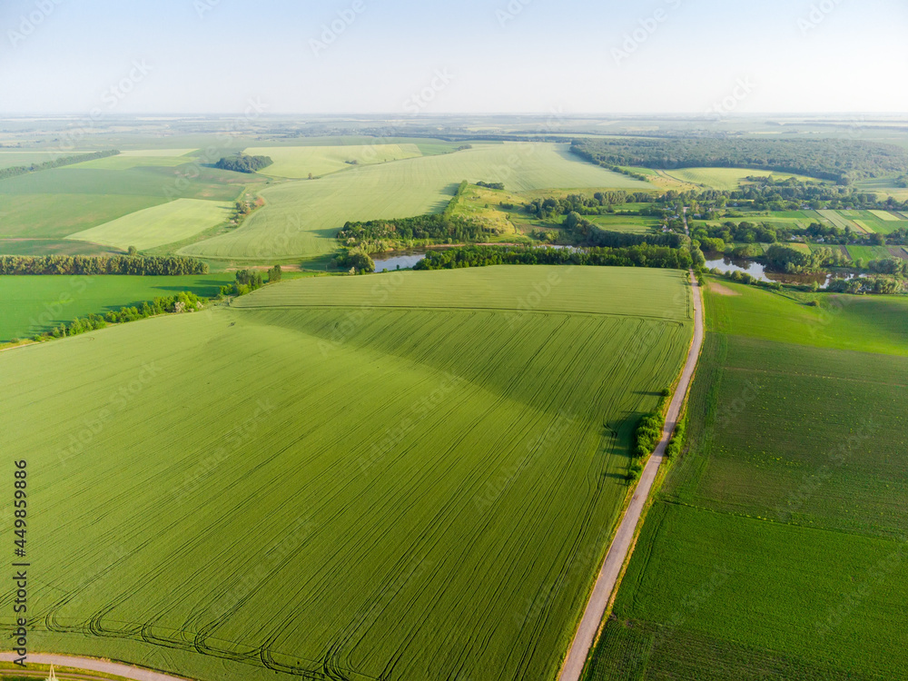 Aerial view of the agricultural fields with green unripe crops