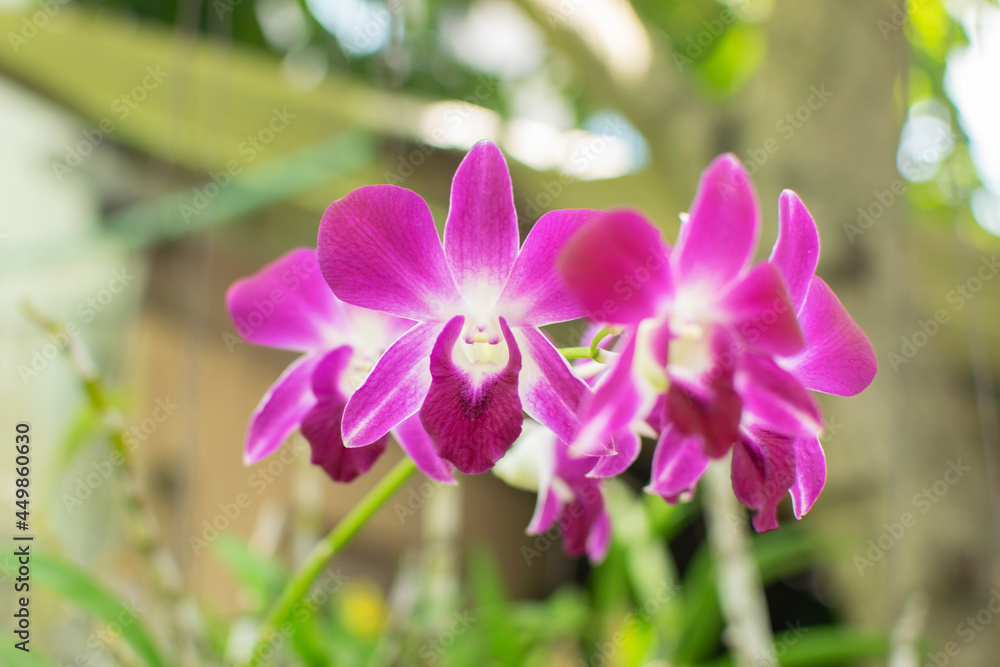 Beautiful orchids blooming in the garden Beautiful orchids blooming in the garden