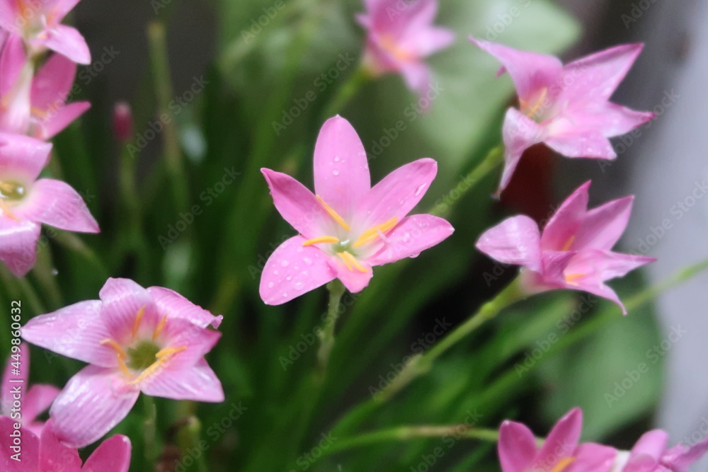 blooming, flower, nature, blossom, pink, background, closeup, natural, floral, bloom, beautiful, flora, color, garden, lily, pink rain lily, petal, plant, rain lily, beauty, cuban zephyr lily blooming, flower, nature, blossom, pink, background, closeup, natural, floral, bloom, beautiful, flora, color, garden, lily, pink rain lily, petal, plant, rain lily, beauty, cuban zephyr lily
