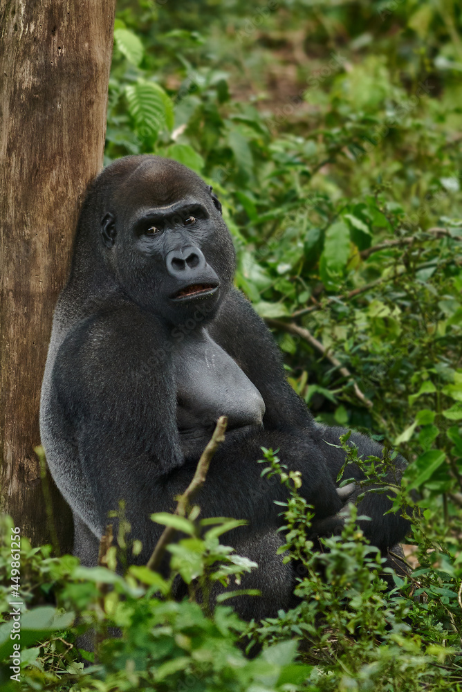 Gorilla sitting at a tree in the tropical rain forest Gorilla sitting at a tree in the tropical rain forest