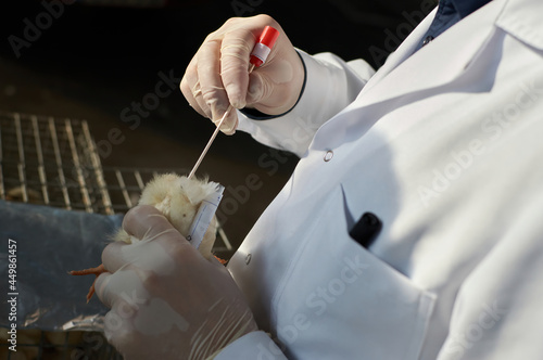 Fotografie cloacal swab from day old backyard chicks by veterinarian