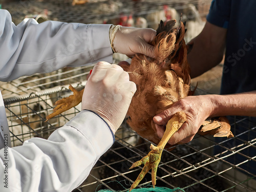 Cloacal swab collected from backyard poultry by veterinarian