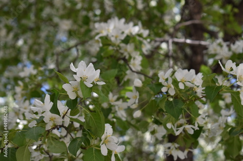 white spring flowers