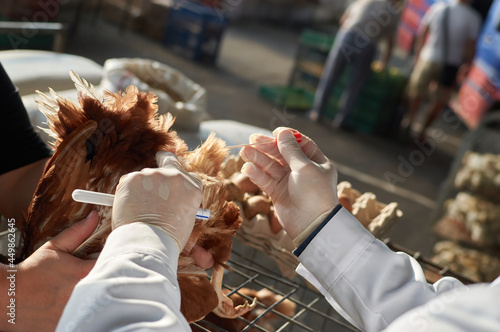 Tableau sur toile performing cloacal swab from backyard poultry by veterinarian