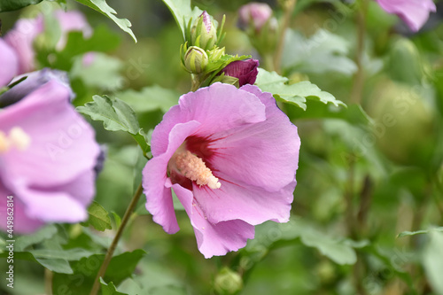 Garteneibisch - Woodbridge - Hibiskus