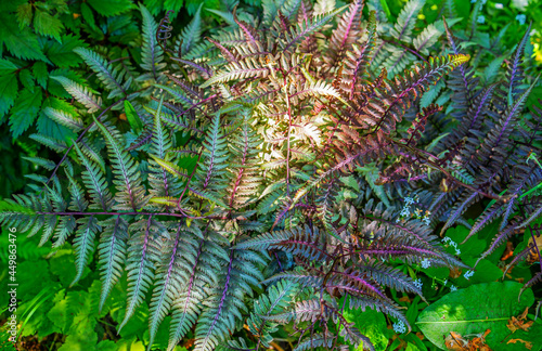 Close up of Japanese painted fern (Athyrium niponicum Pictum)
 photo