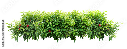 Foto Tropical Flower shrub bush fence tree isolated  plant with clipping path