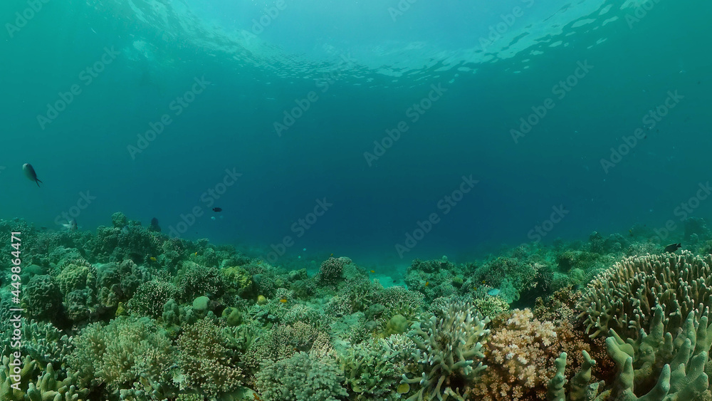 Fototapeta premium Tropical coral reef. Underwater fishes and corals. Philippines.