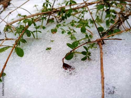 Ukraine 2021, spring growing green leaves