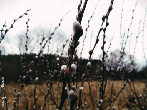 Ukraine March 14, 2021 flowering willow growing in the forest