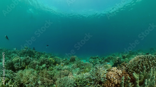 Tropical coral reef. Underwater fishes and corals. Philippines. © Alex Traveler
