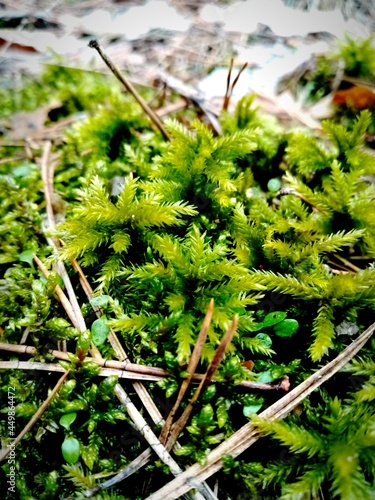 Ukraine March 14, 2021 spring moss, green and fresh, nature
