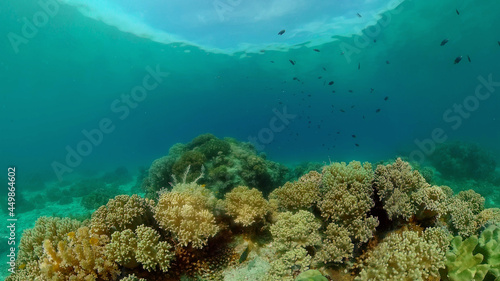 Tropical fishes and coral reef underwater. Hard and soft corals, underwater landscape. Travel vacation concept. Philippines.