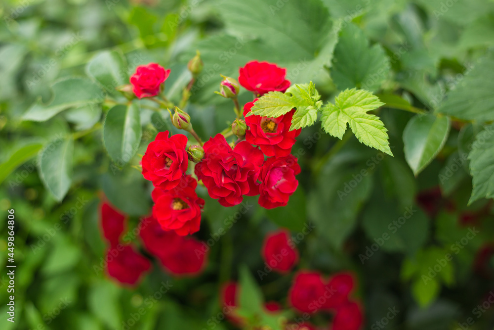 Red Roses on a bush in a garden. Background for Valentine Day, nature concept Red Roses on a bush in a garden. Background for Valentine Day, nature concept